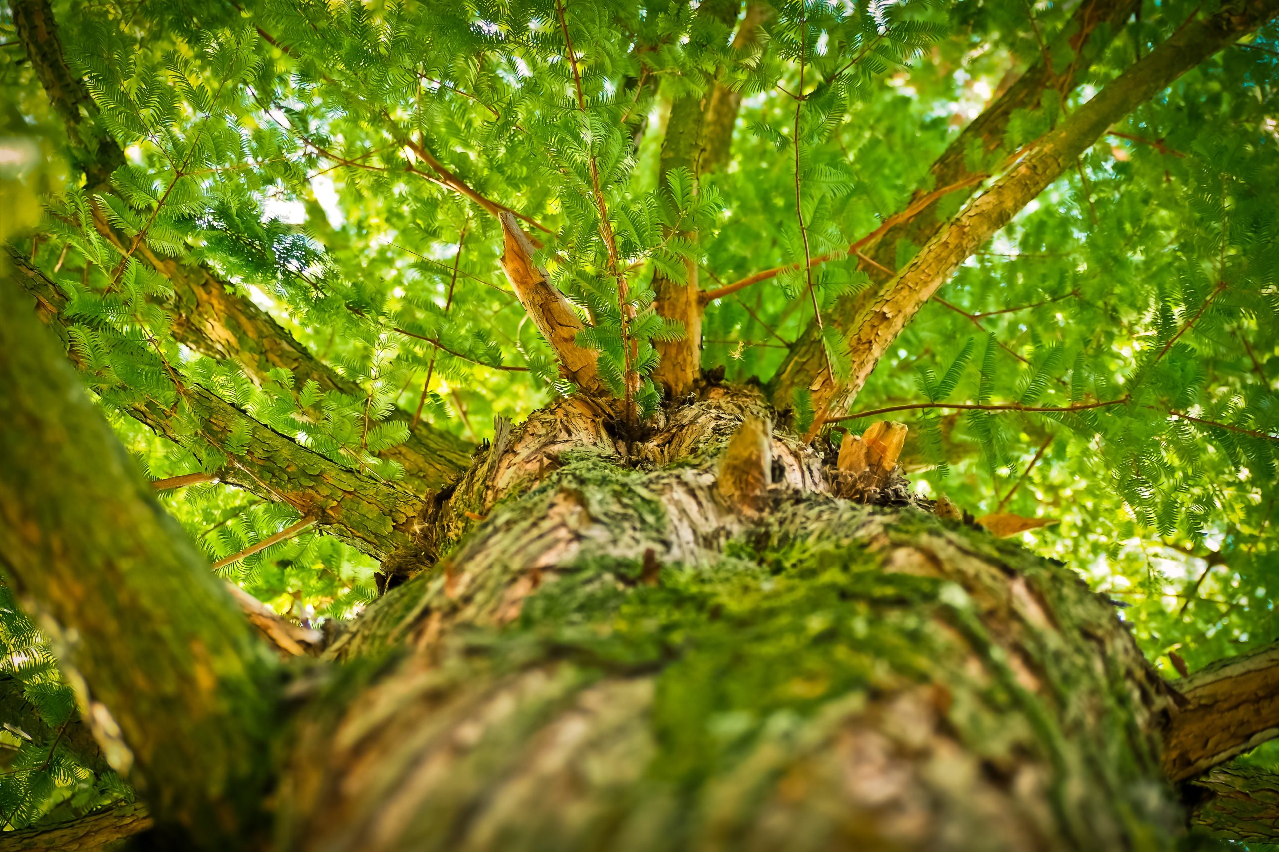 landscape-tree-nature-forest-branch-plant-1217963-pxhere.com